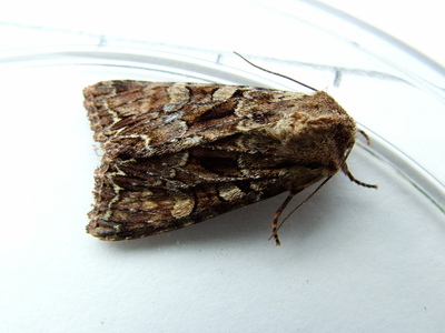 Pale-shouldered Brocade